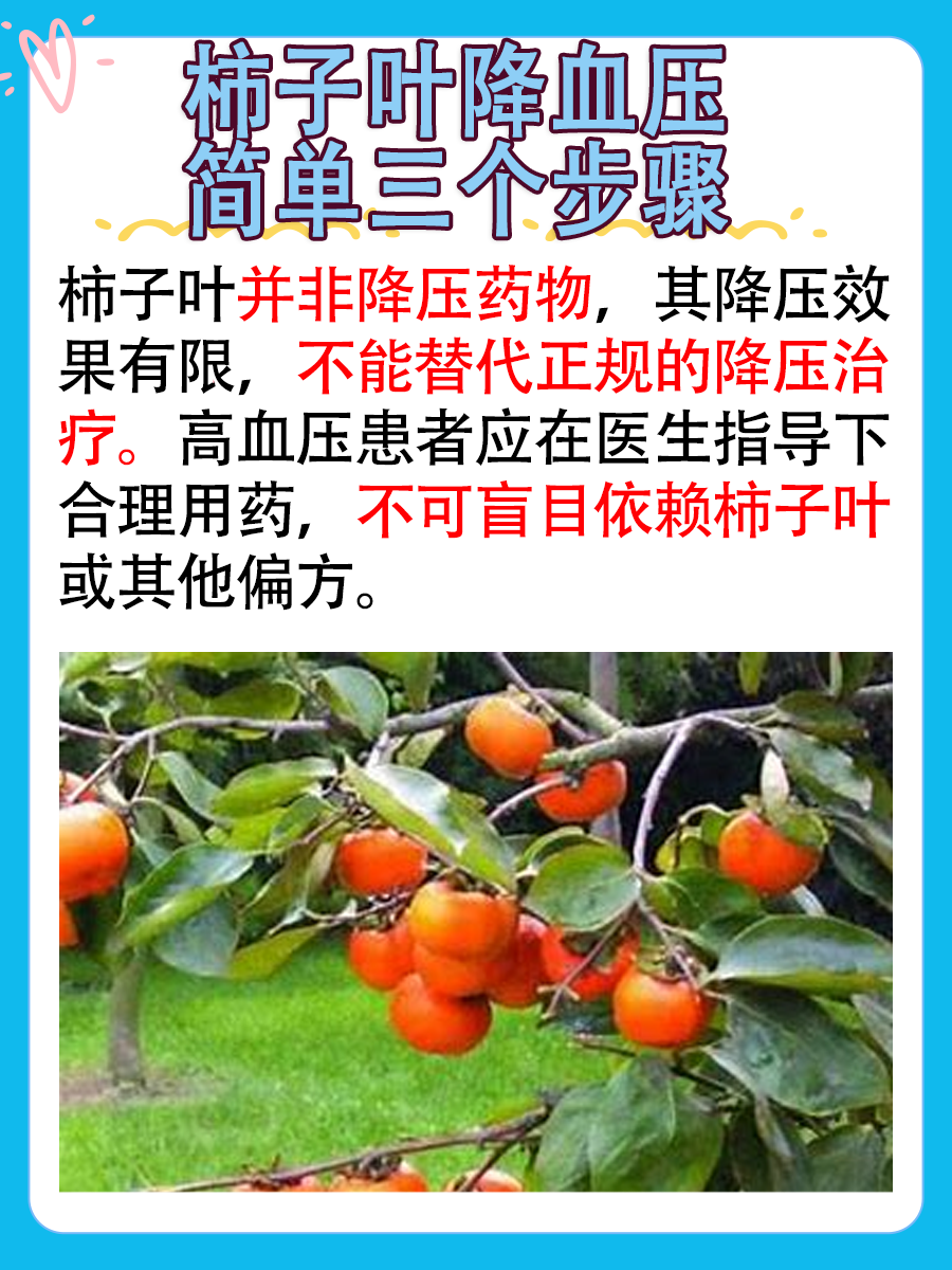 柿子叶降血压最简单三个步骤，医生辟谣