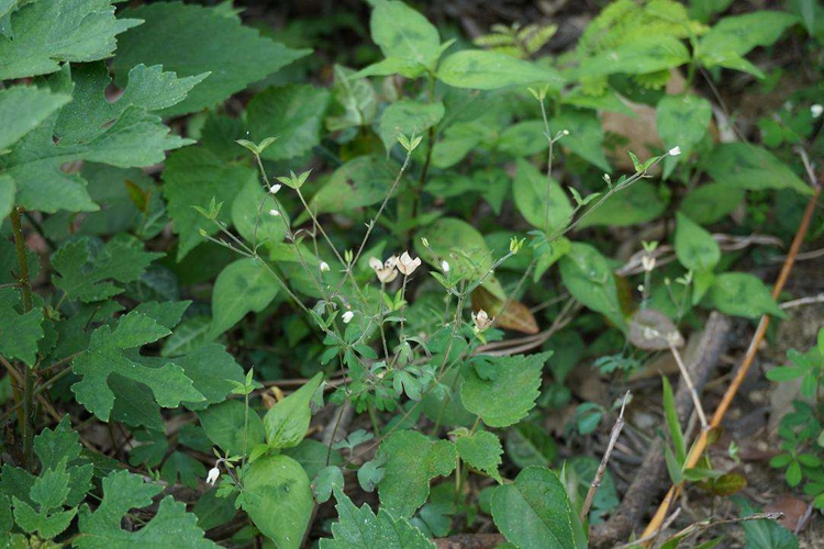 野生天葵植株图