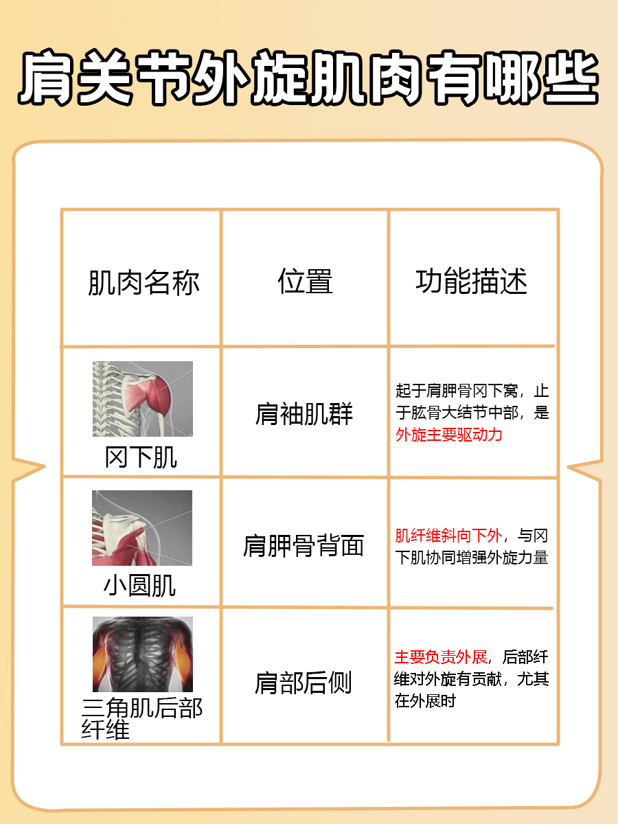 肩关节外旋的肌肉，你知道有哪些吗？