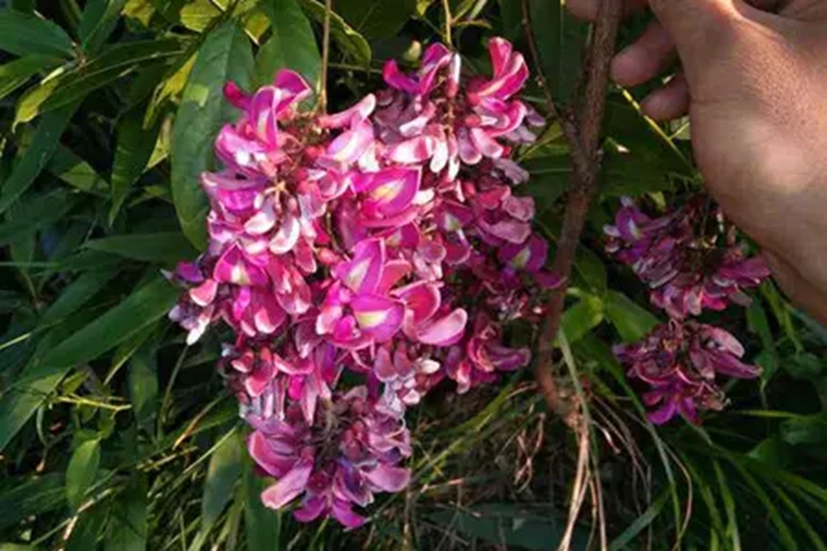 鸡血藤植株图 鸡血藤植株图