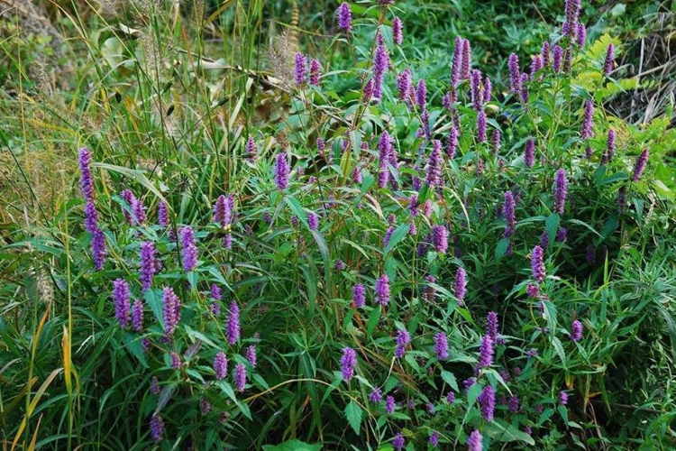 香薷草图 香薷草图