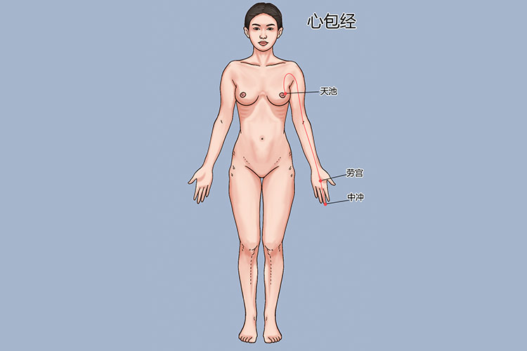 手厥阴心包经走向图
