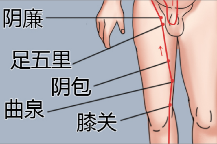 足厥阴肝经大腿内侧经络图 足厥阴肝经大腿内侧经络图