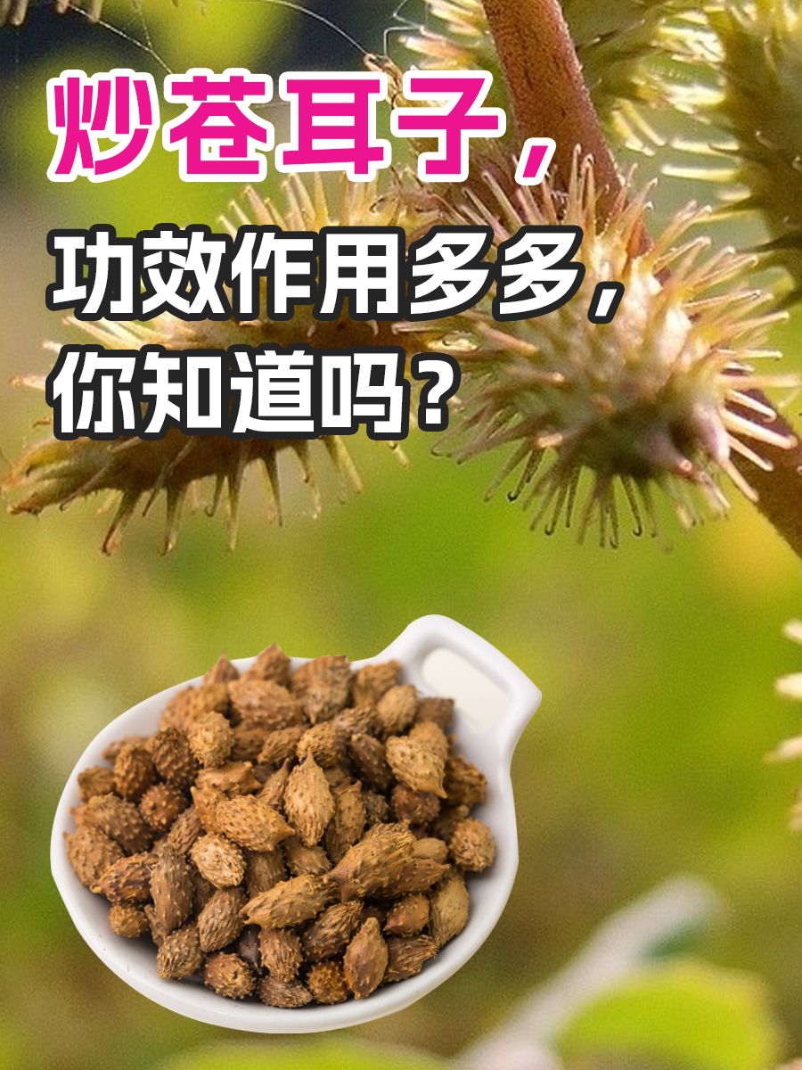 炒苍耳子，功效作用多多，你知道吗？