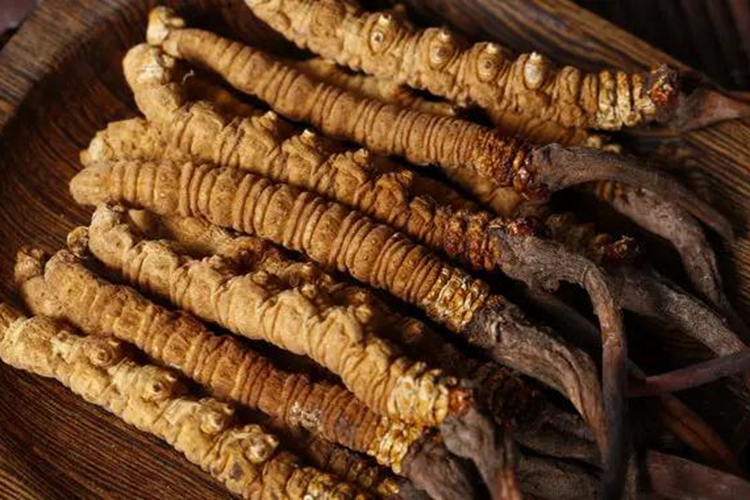 冬虫夏草中药形态图 冬虫夏草中药形态图