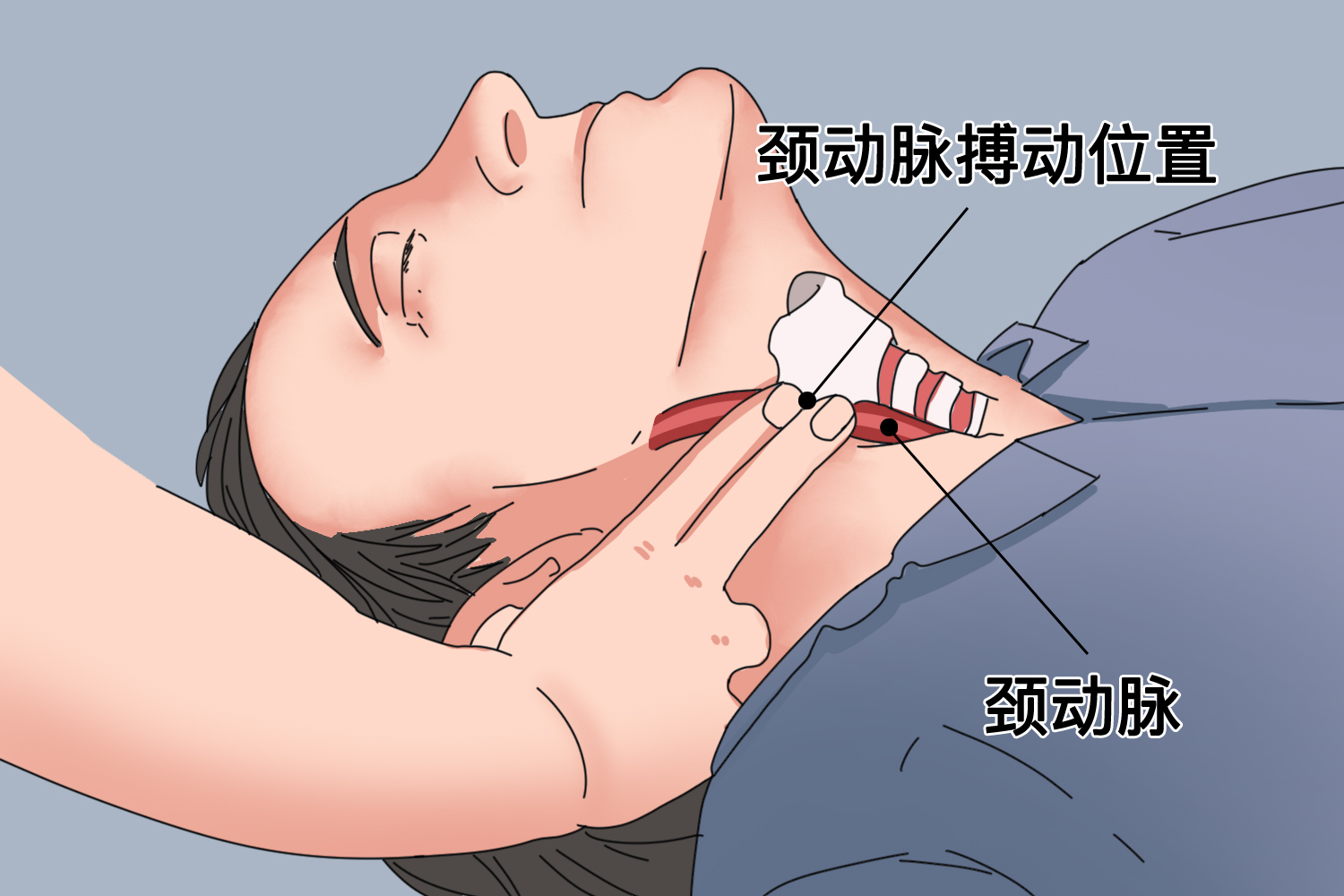 颈动脉触摸正确手法图