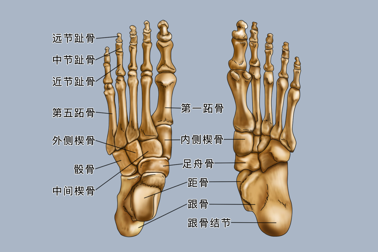 脚的骨骼图