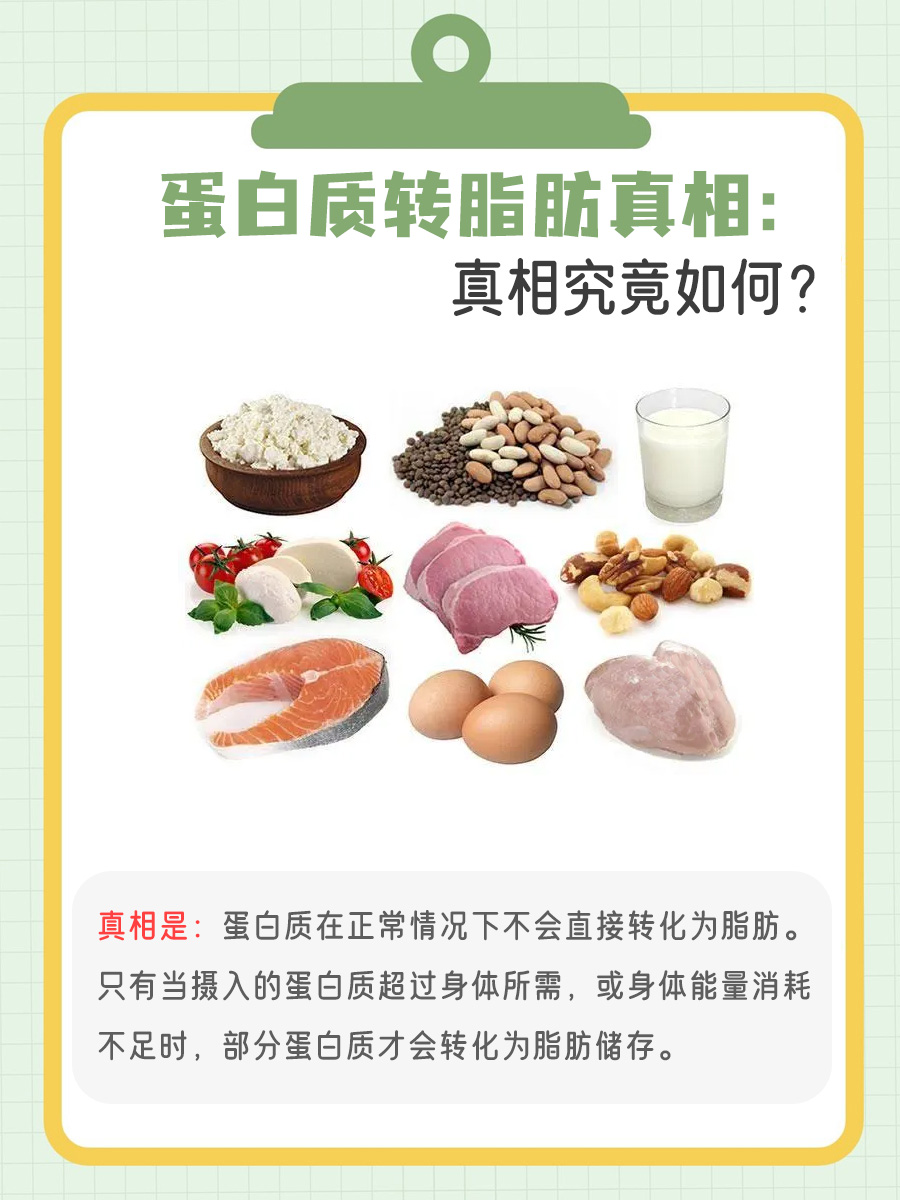 蛋白质能否转化为脂肪？一文揭晓答案！
