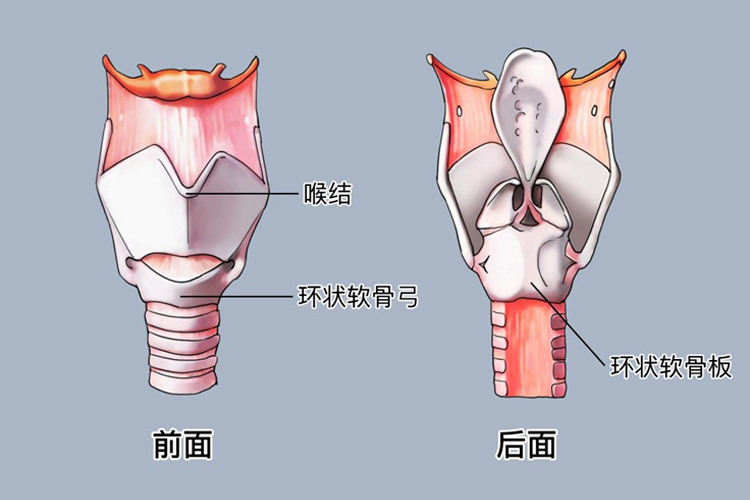喉咙环状软骨位置及解剖图 喉咙环状软骨位置及解剖图