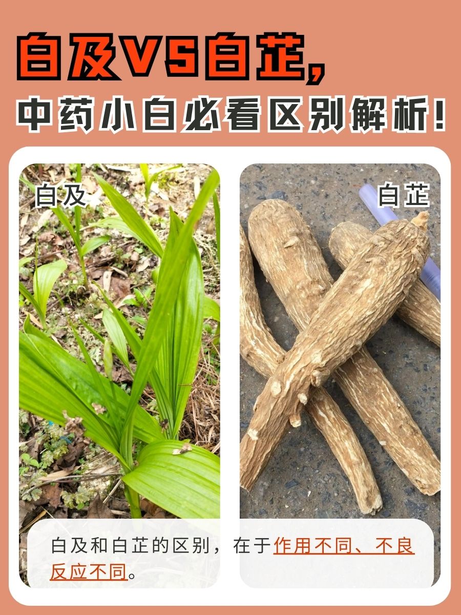 白及VS白芷，中药小白必看区别解析！