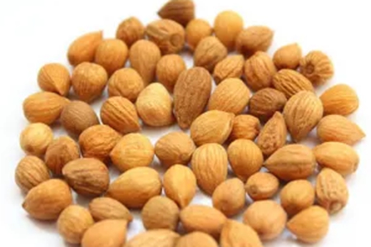 长柄扁桃药材图 长柄扁桃药材图