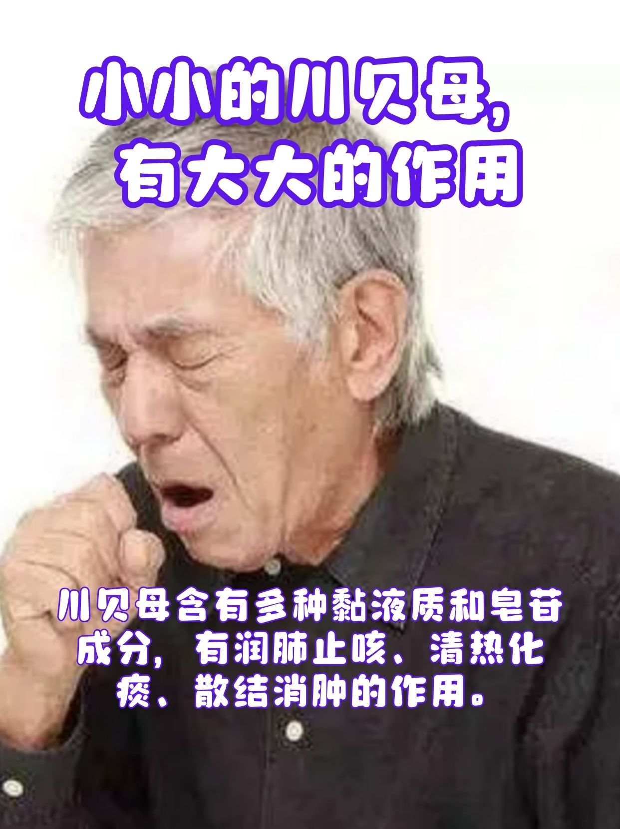 “怀中抱月”川贝母，你认识吗？