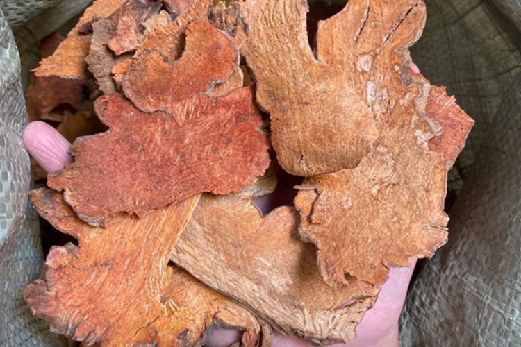 金刚豆药材外观图