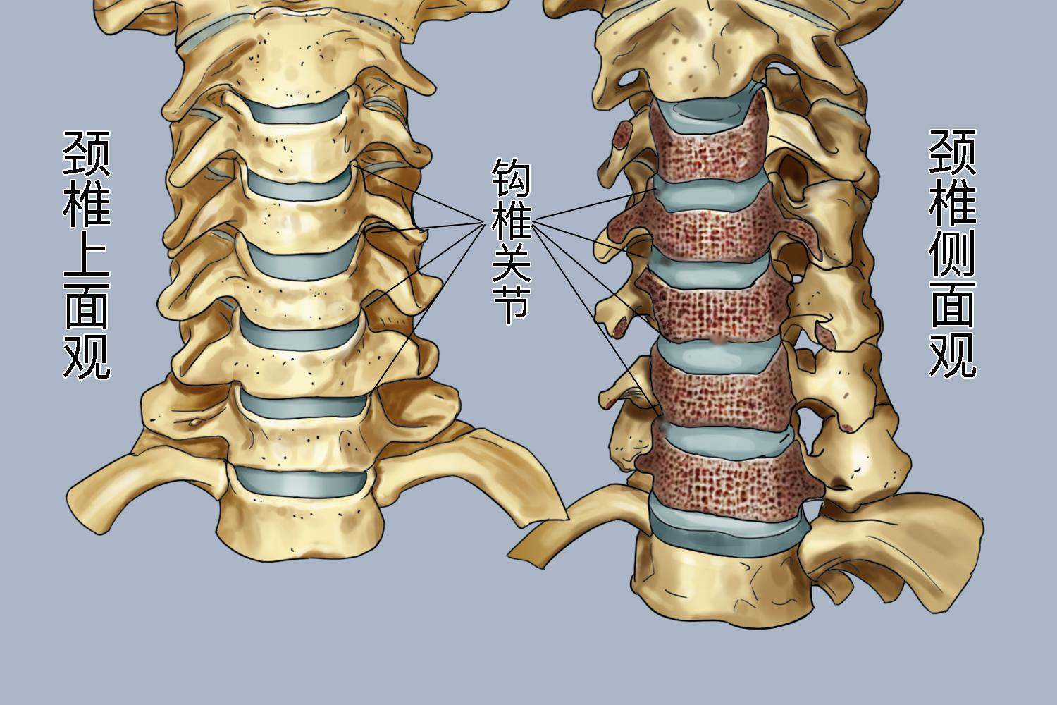钩椎关节位置图 钩椎关节位置图
