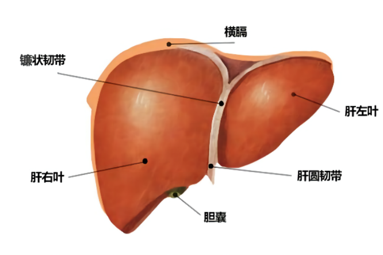 肝脏结构图
