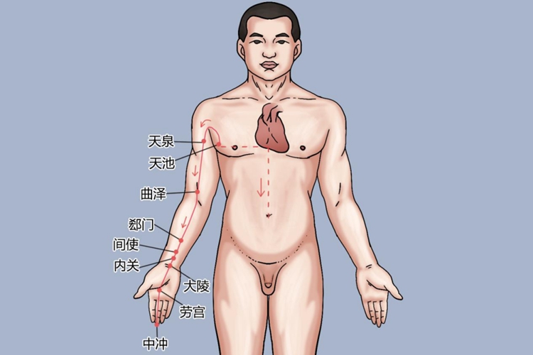 手厥阴心包经图