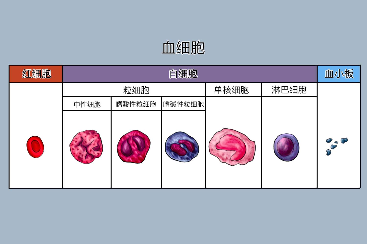 人血永久涂片结构图