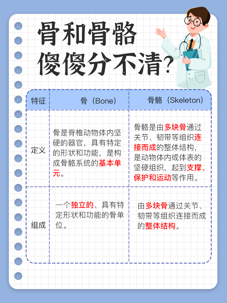 骨和骨骼傻傻分不清？区别来啦！