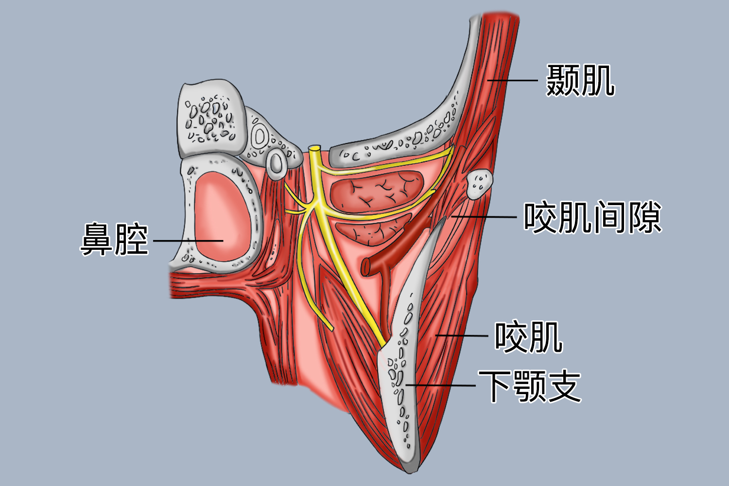 咬肌间隙感染位置图