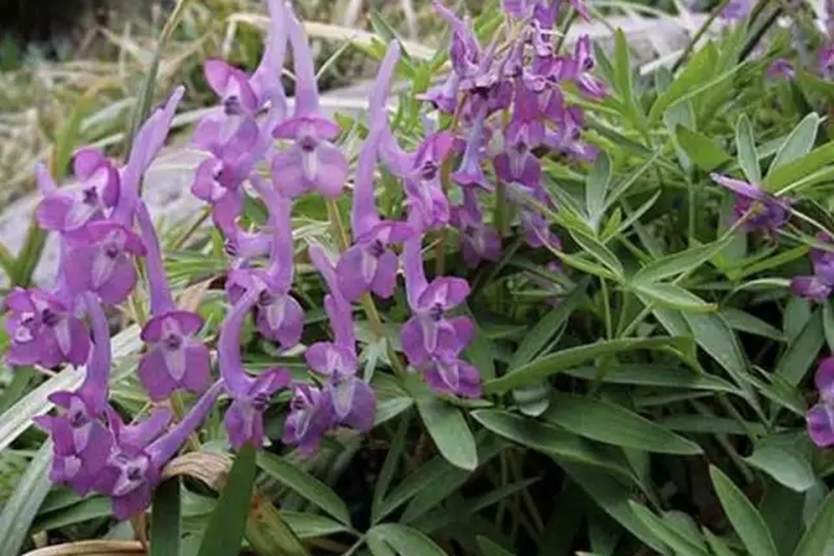 延胡索植株图 延胡索植株图