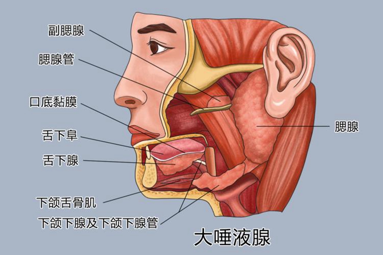 舌下腺位置图 舌下腺位置图