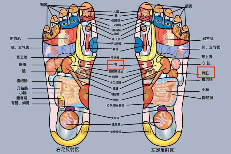 脚底脾胃的位置图