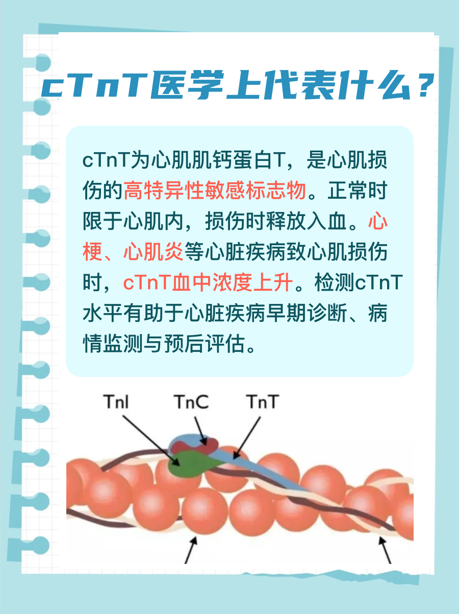 cTnT医学上代表什么？一文解析