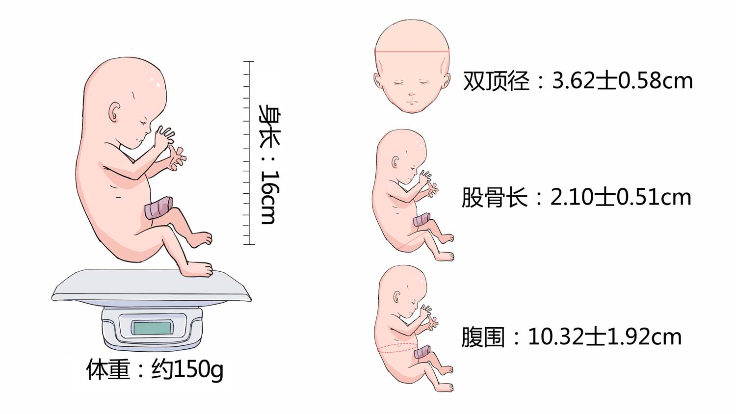 怀孕16周胎儿大小和发育标准2.png