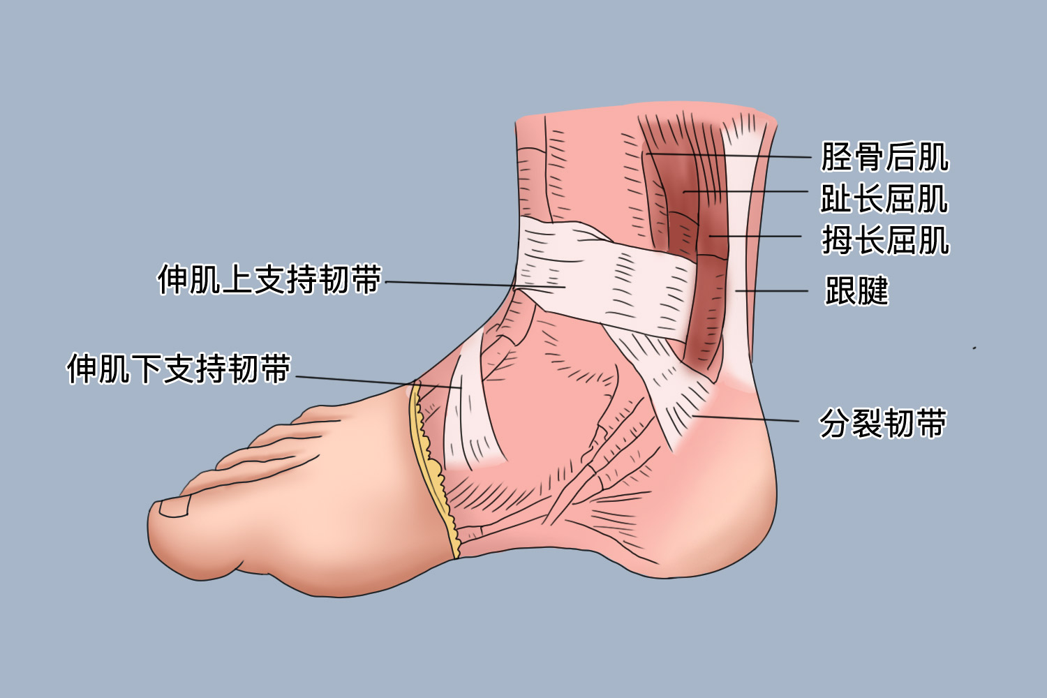 踝关节解剖图