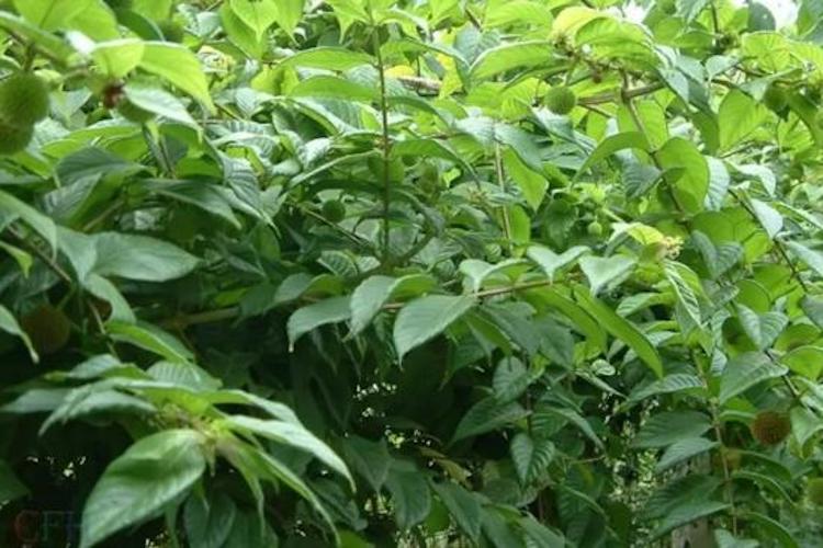 钩藤植株图