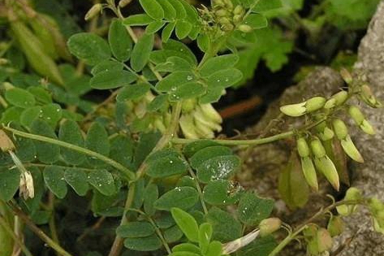 黄芪植株外观图 黄芪植株外观图