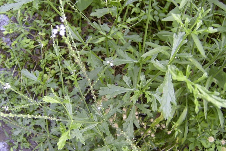 退血草植株图
