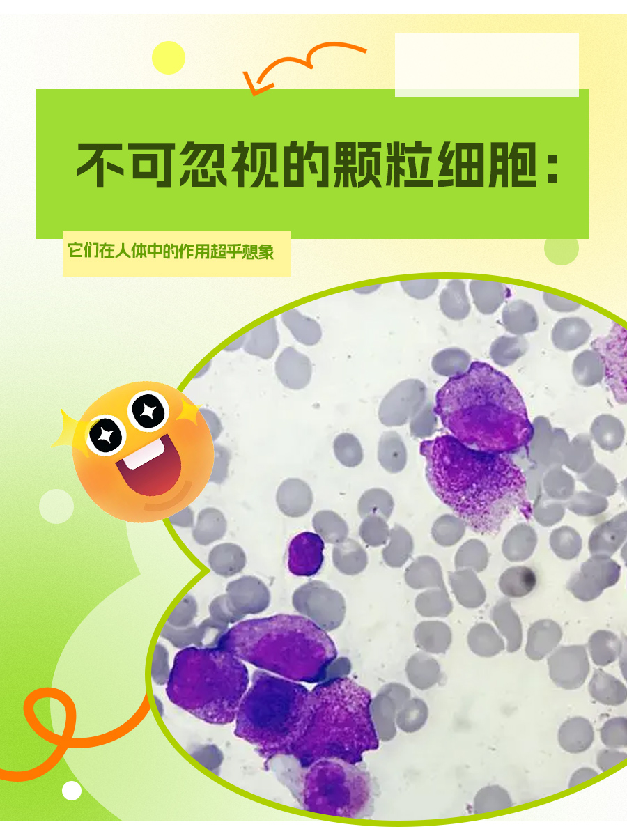 不可忽视的颗粒细胞：它们在人体中的作用超乎想象