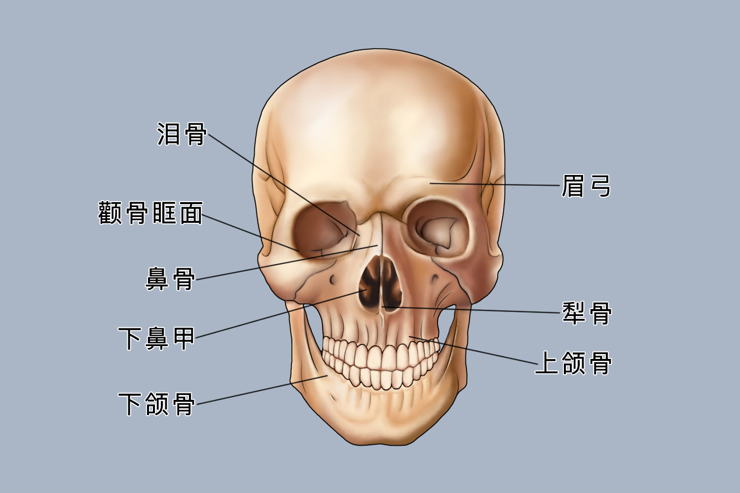 面部骨头解析图图片