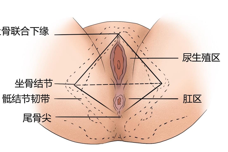 女性会阴结构图