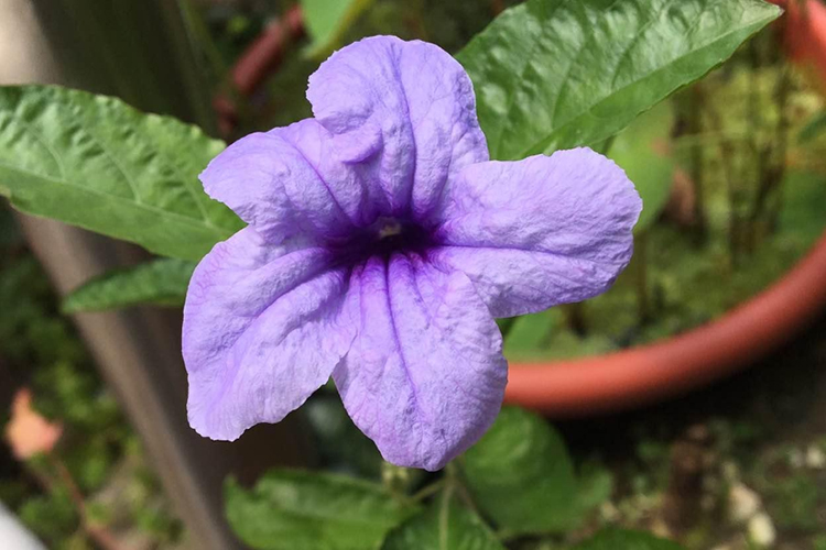 消渴草原植株图 消渴草原植株图