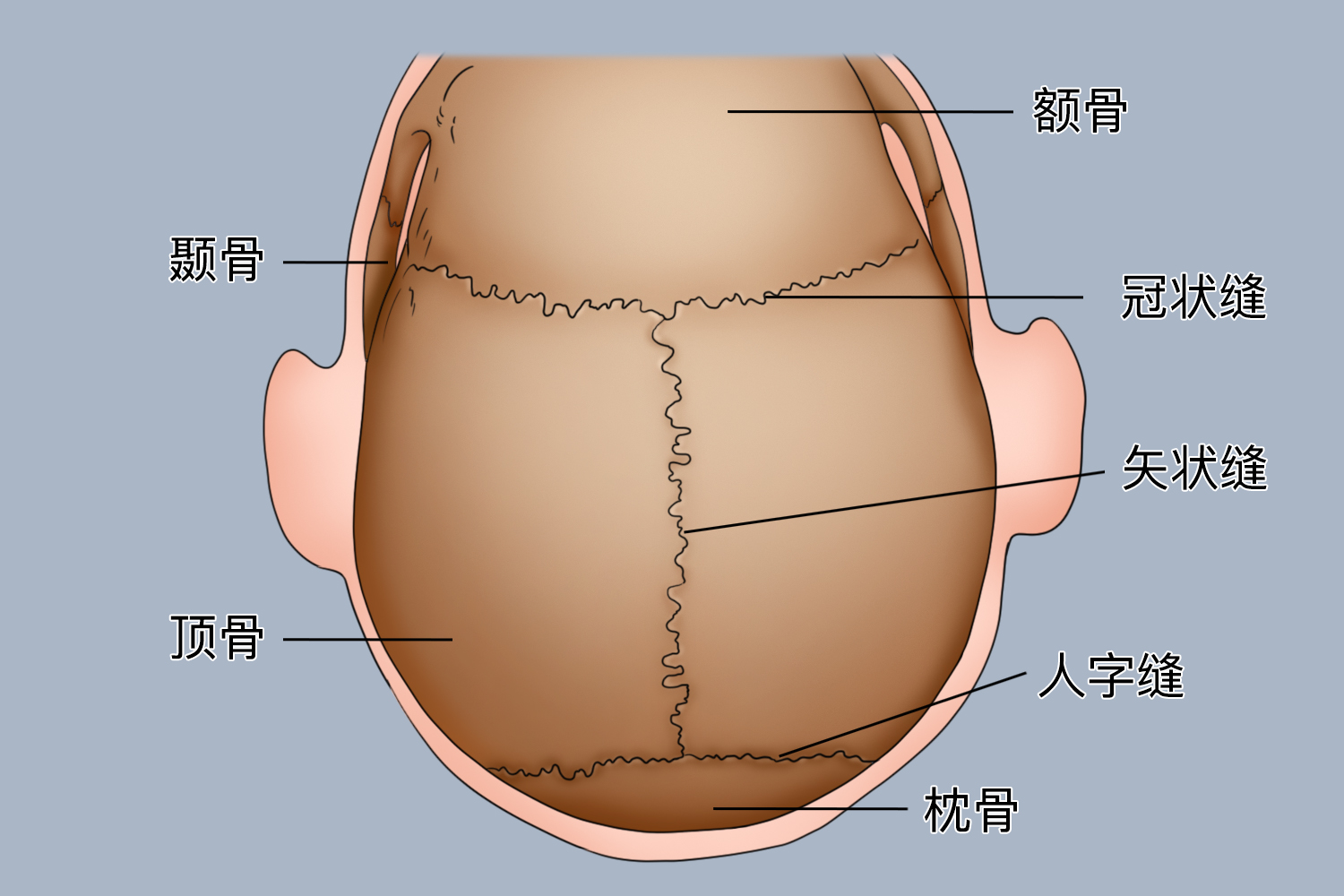 胎头颅骨示意图