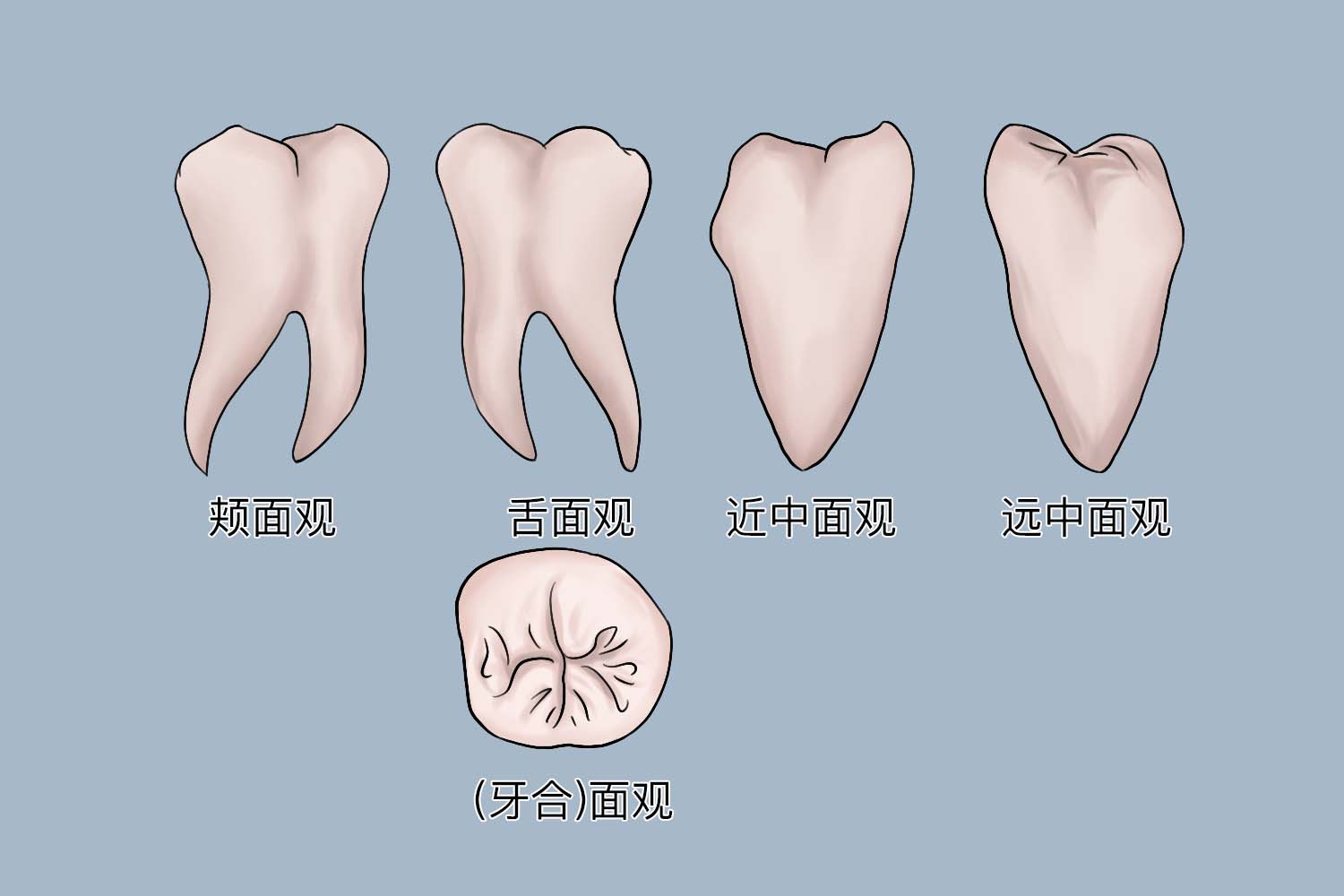 门牙舌面图片