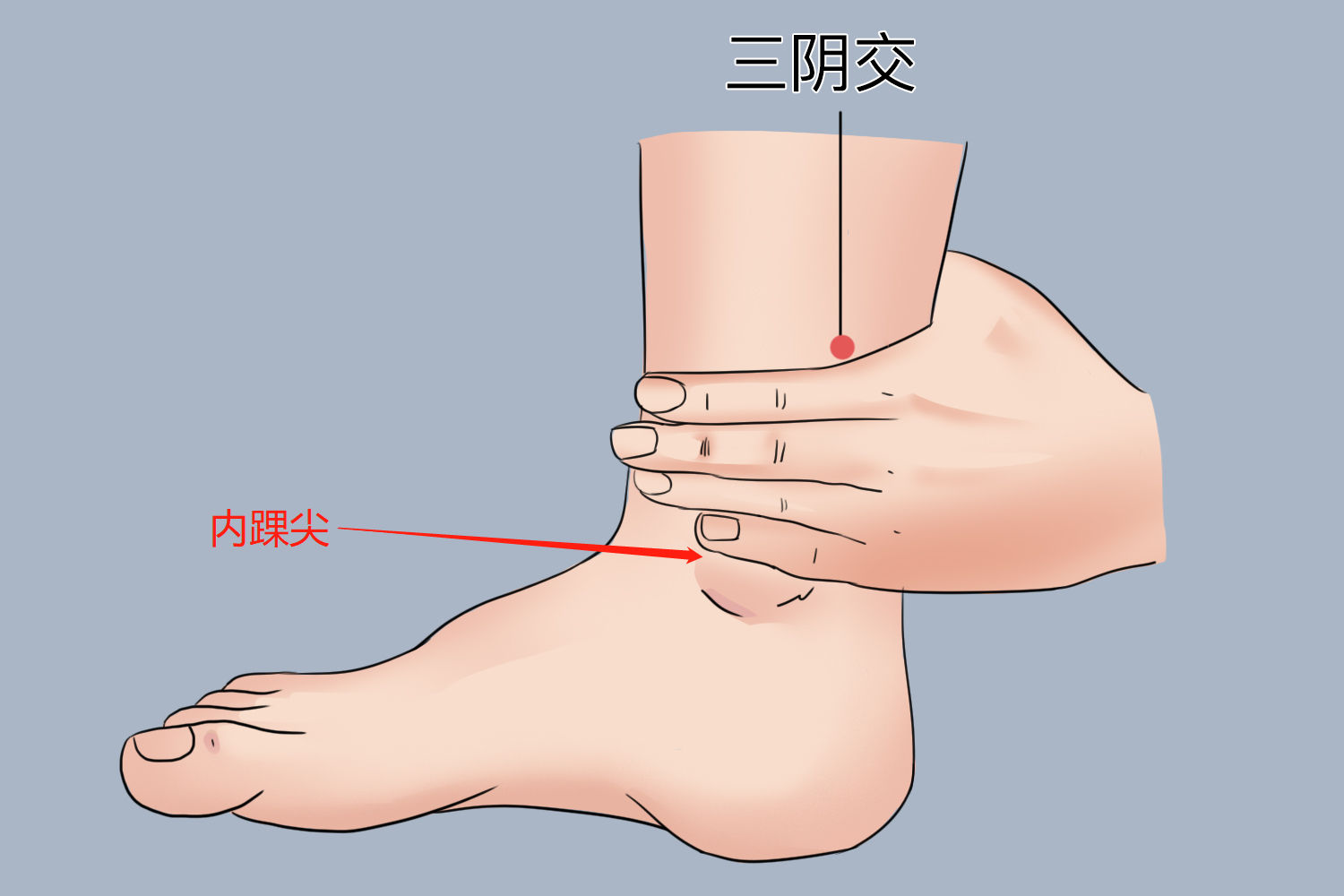 三阴交穴位置图