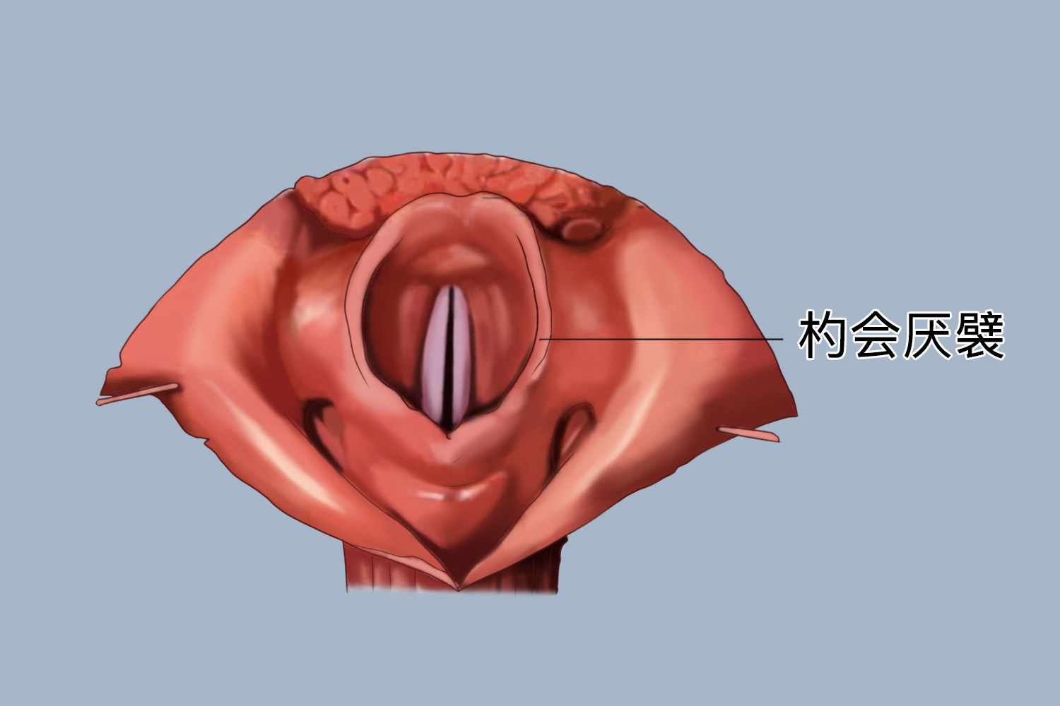 杓会厌襞位置图