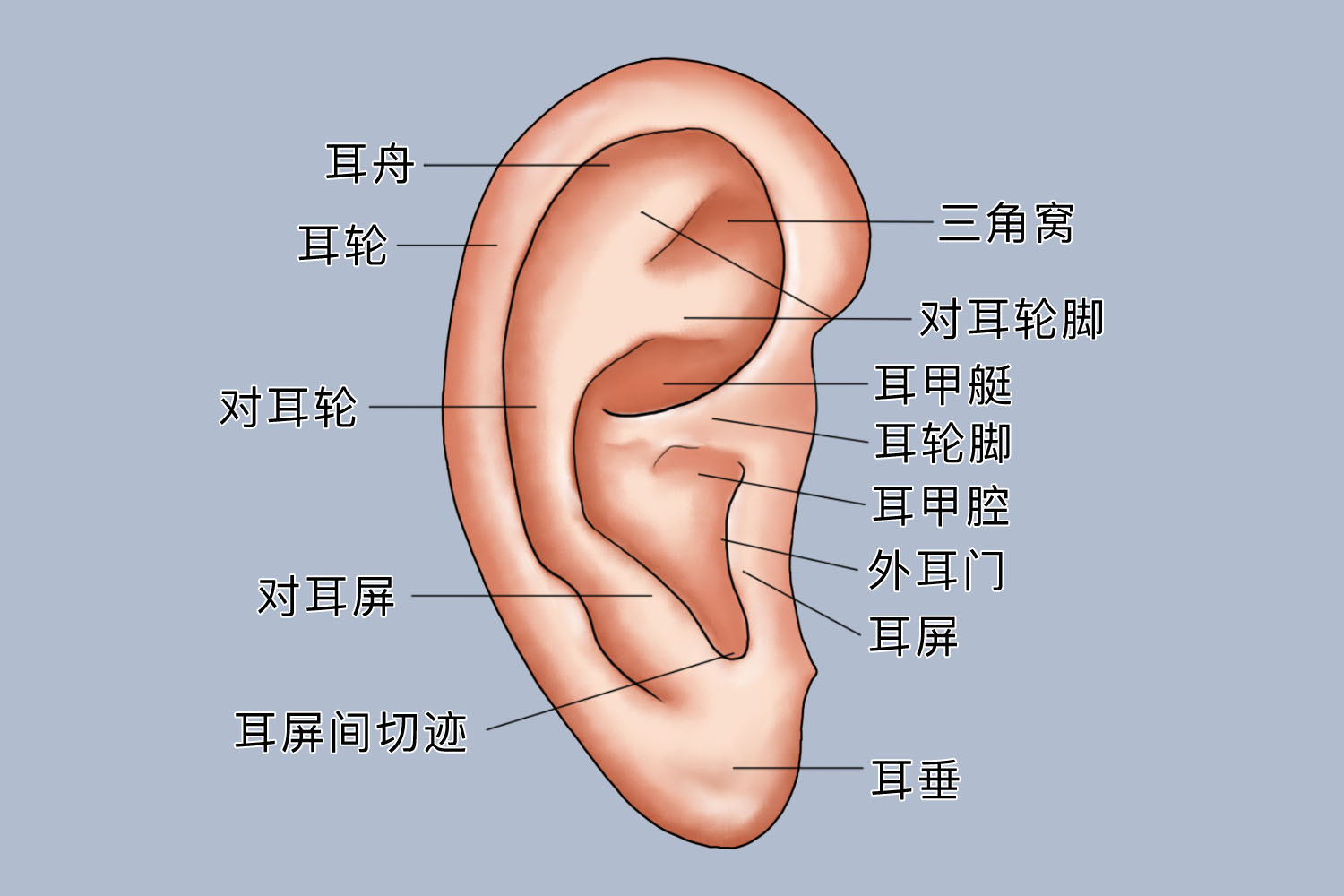 外耳廓在哪个位置图片图片