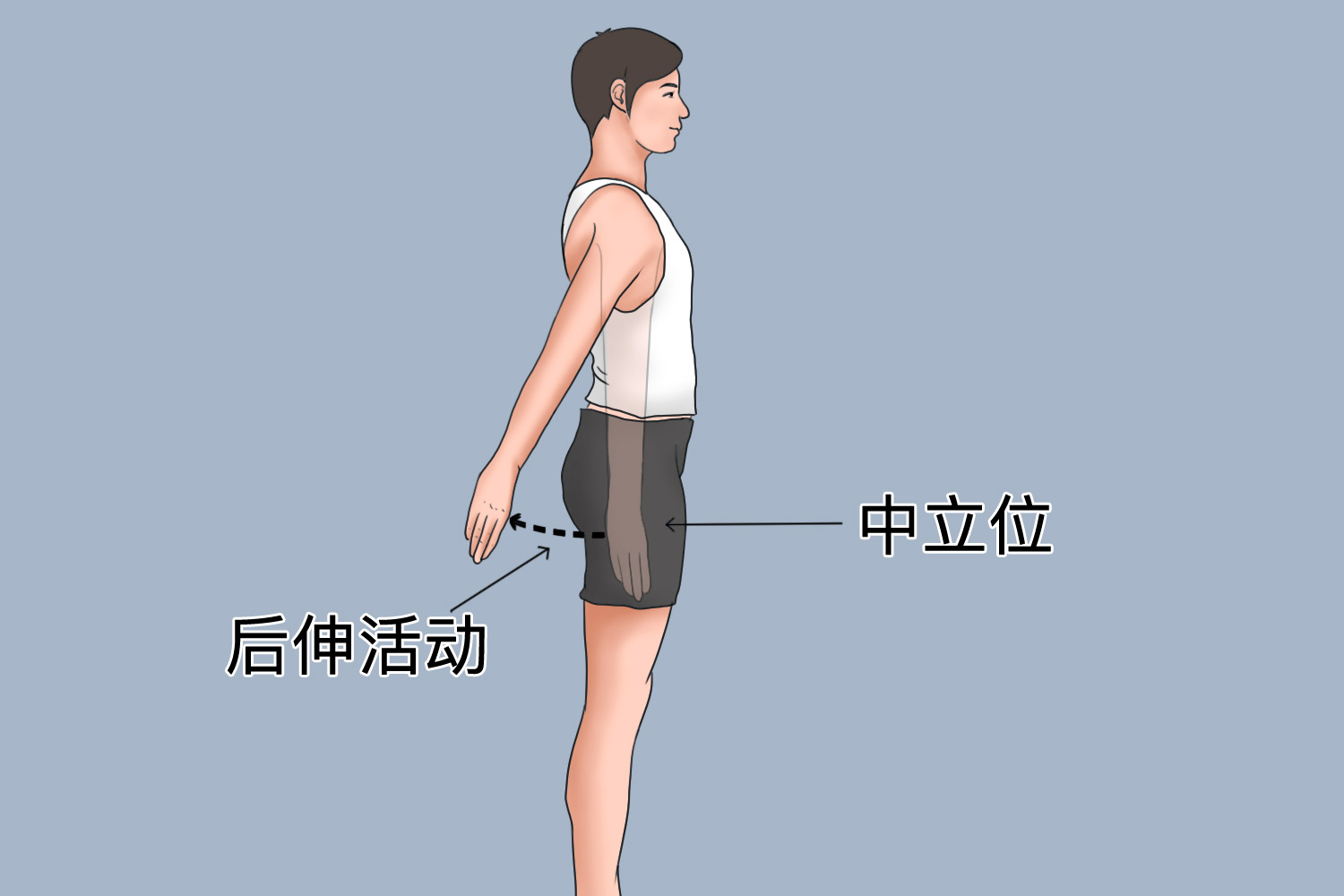 肩关节屈伸示意图图片