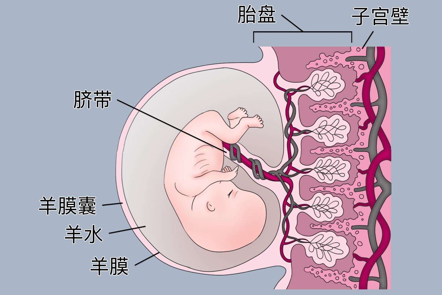 羊膜囊与胎盘相连图