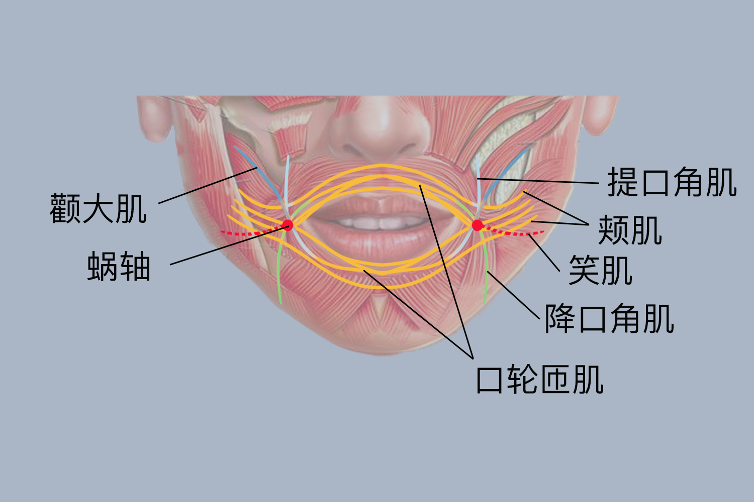 口周围肌图