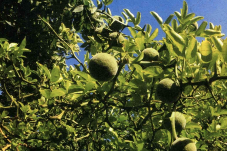 枳壳植株图 枳壳植株图