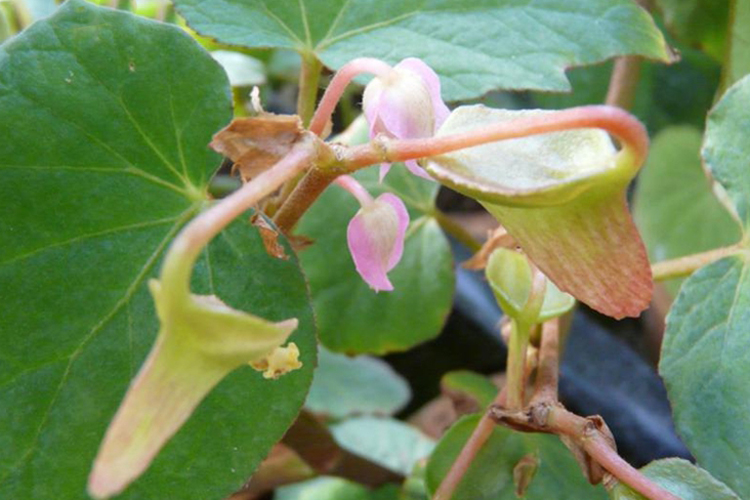 红孩儿草植株图