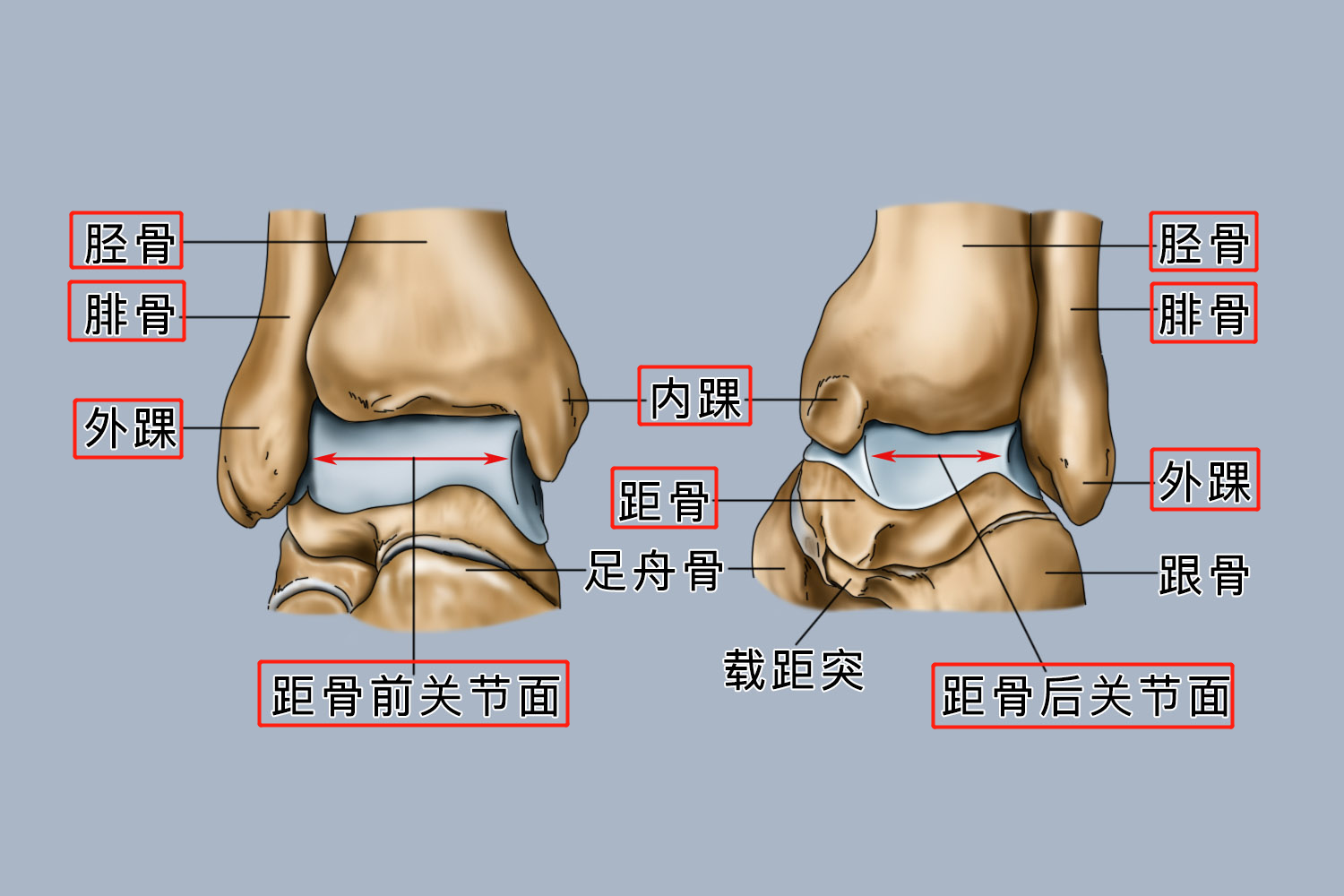 踝关节图 踝关节图