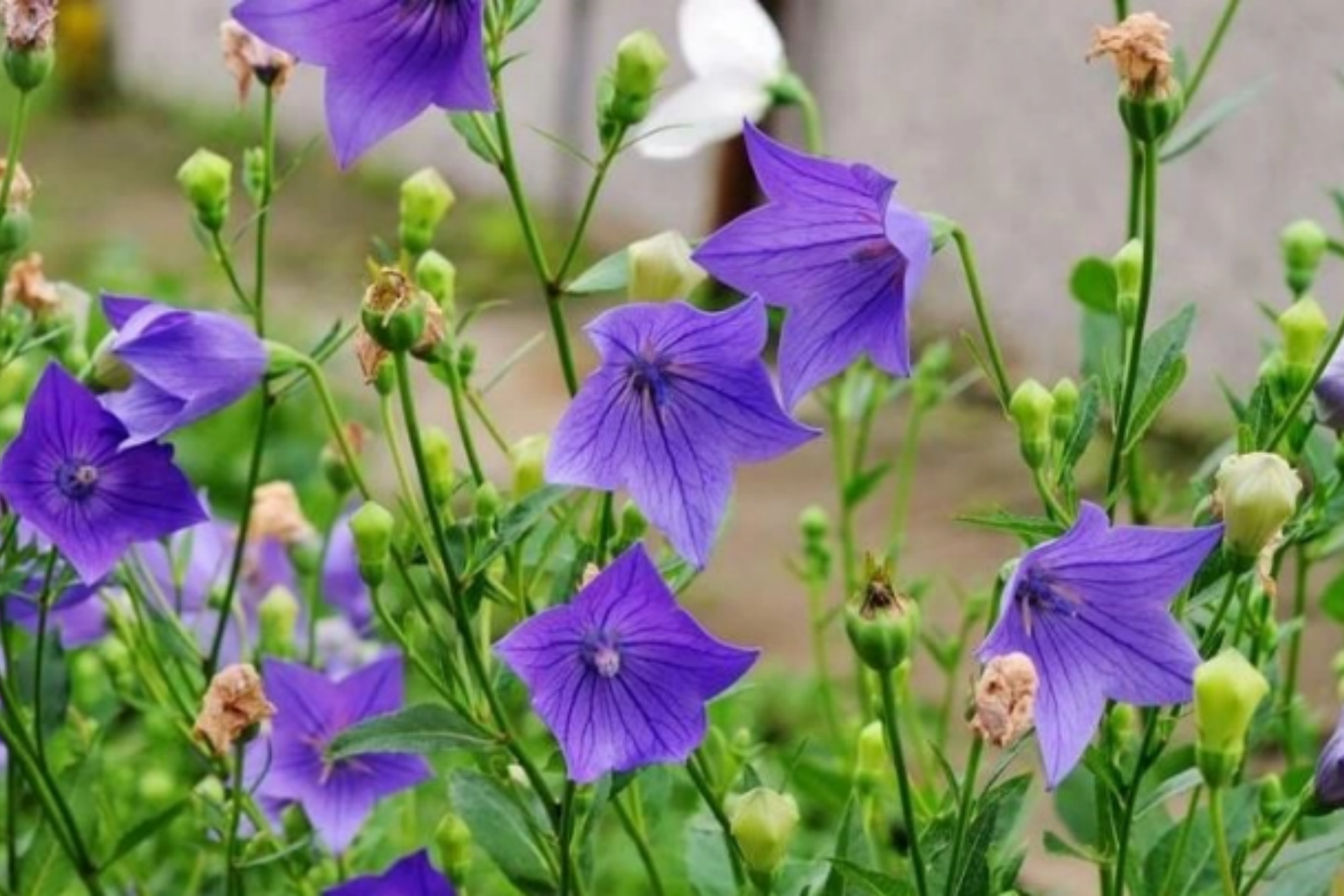 中药桔梗植株图