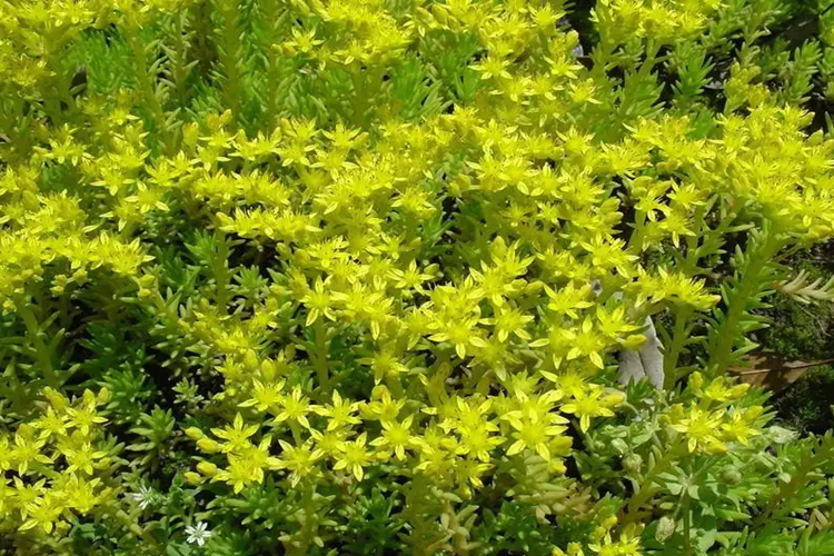佛甲草植株图
