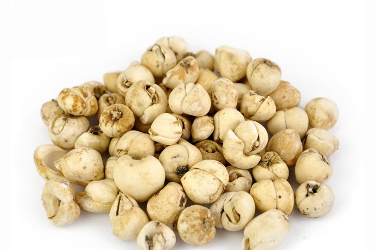 松贝类川贝母图